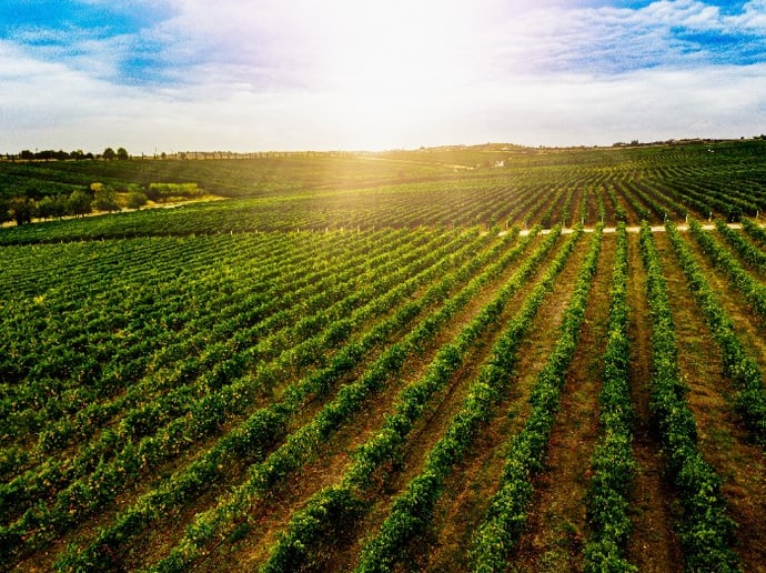 green-fields